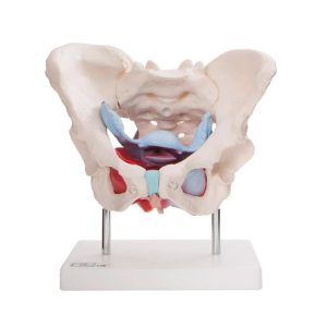مولاژ لگن و رحم