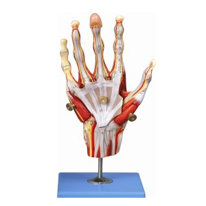 مولاژ مچ دست با اعصاب و عروق