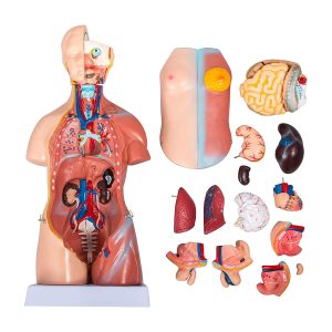 مولاژ نیم تنه 20 قسمتی