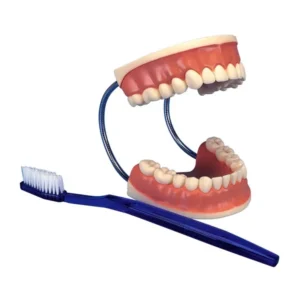 مولاژ آموزش دندان و مسواک فنری