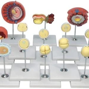 مولاژ مراحل لقاح و رشد جنین