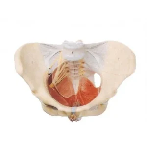 مولاژ لگن با رباط ها و اعصاب