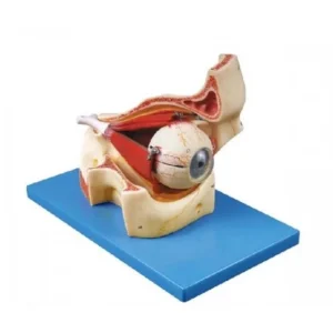 مولاژ چشم و قسمتی از حدقه