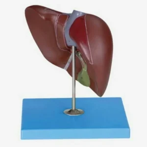 مولاژ کبد