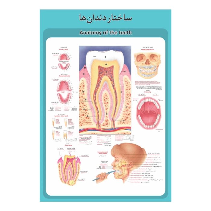 پوستر آموزشی ساختار آناتومی دندان ها
