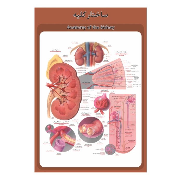 پوستر آموزشی ساختار آناتومی کلیه
