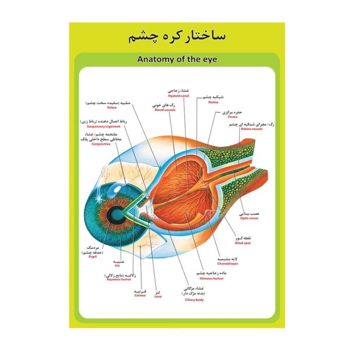 پوستر آموزشی ساختار آناتومی کره چشم