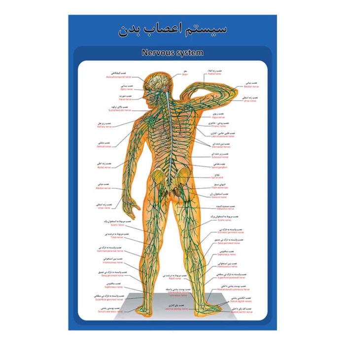 پوستر آموزشی ساختار آناتومی سیستم اعصاب بدن