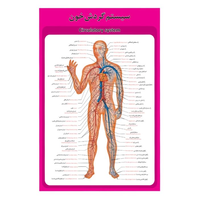 پوستر آموزشی ساختار آناتومی سیستم گردش خون