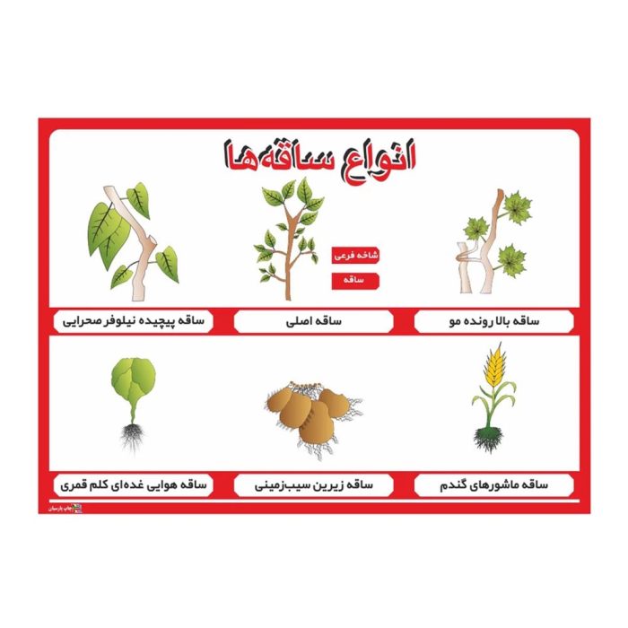 پوستر آموزشی انواع ساقه‌ها