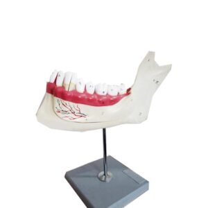 مولاژ فک پایین با نمایش دندان با قابلیت تفکیک بروی پایه