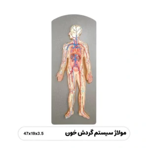 مولاژ سیستم دستگاه گردش خون