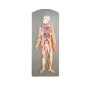 مولاژ سیستم دستگاه گردش خون