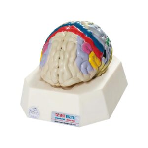 مولاژ نمایش قسمتهای مختلف مغز