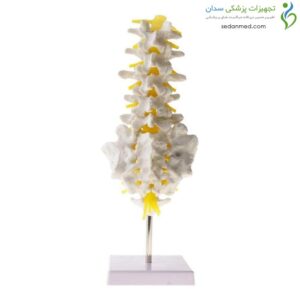 مولاژ اسکلت مهره تحتانی