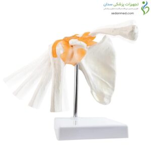 مولاژ مفصل کتف قابل انعطاف