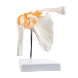 مولاژ مفصل کتف قابل انعطاف