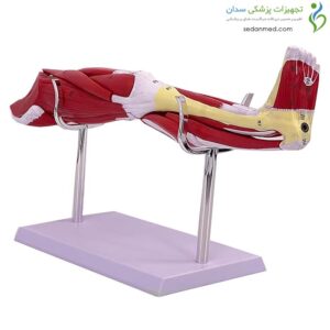 مولاژ عضلات پا کامل ۱/۲ اندازه طبیعی