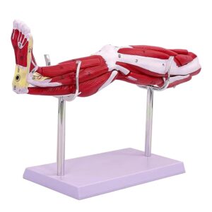 مولاژ عضلات پا کامل ۱/۲ اندازه طبیعی