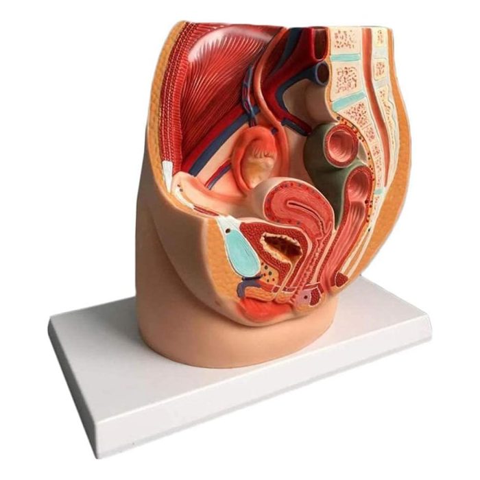 مولاژ ساژینال عضلات لگن زنانه و مردانه - Image 1