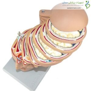 مولاژ برش عرضی سر انسان اندازه طبیعی