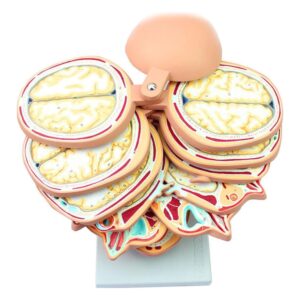 مولاژ برش عرضی سر انسان اندازه طبیعی