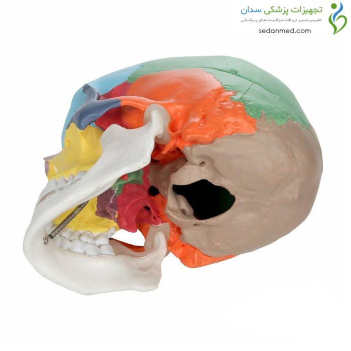 مولاژ جمجمه رنگی