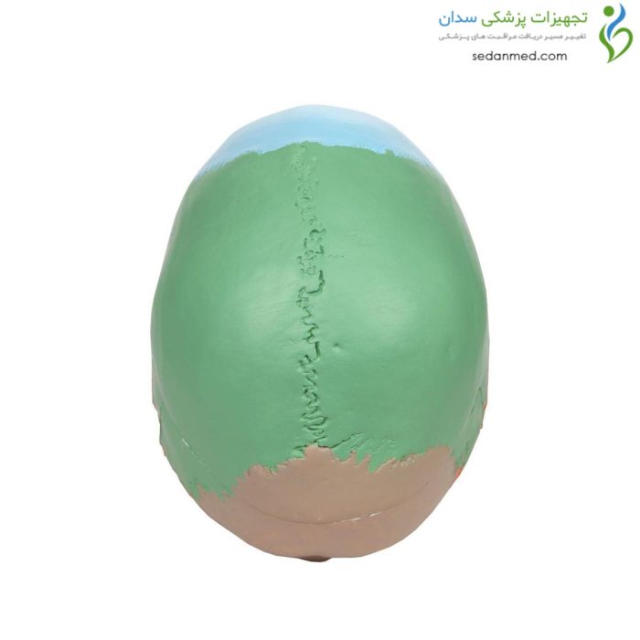 مولاژ جمجمه رنگی