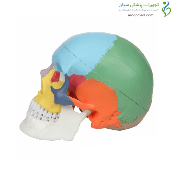 مولاژ جمجمه رنگی