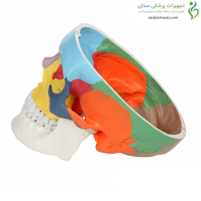 مولاژ جمجمه رنگی