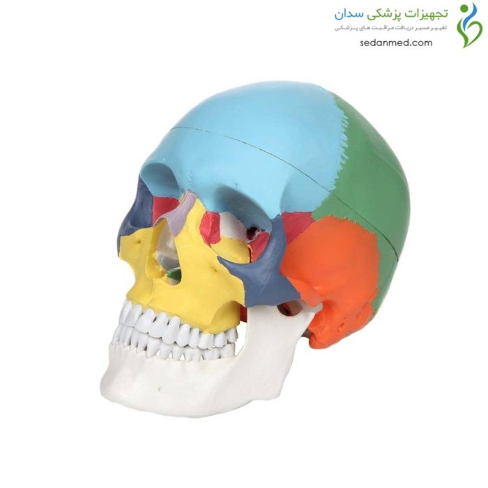 مولاژ جمجمه رنگی