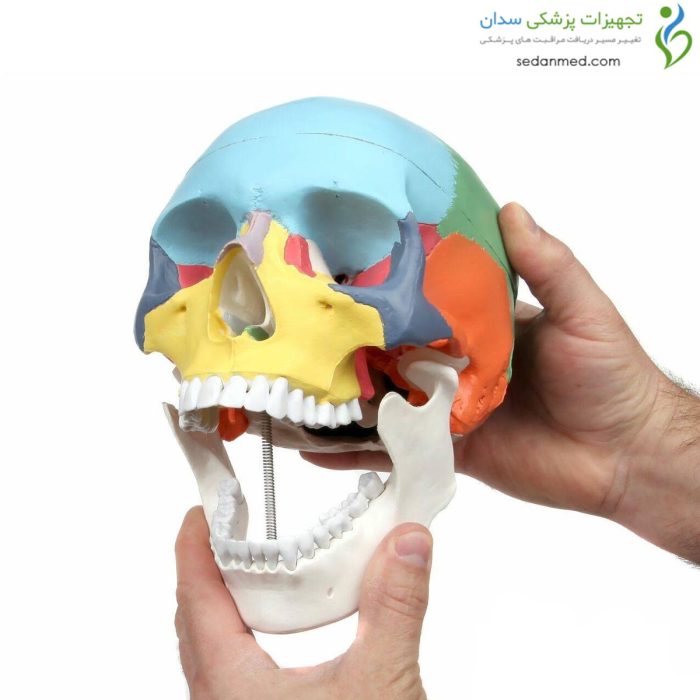 مولاژ جمجمه رنگی