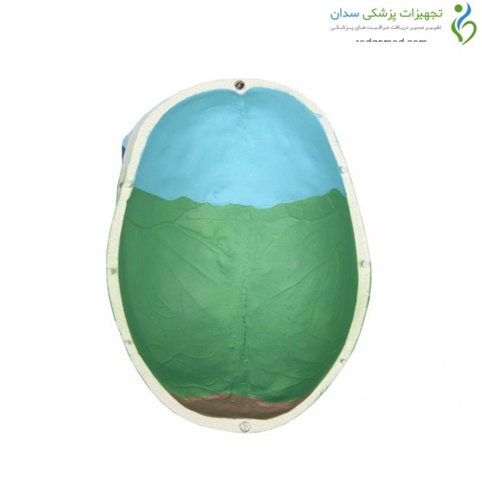 مولاژ جمجمه رنگی