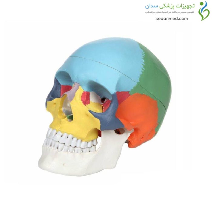 مولاژ جمجمه رنگی