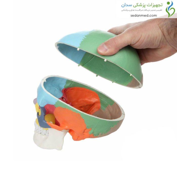مولاژ جمجمه رنگی