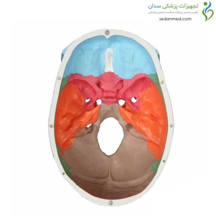 مولاژ جمجمه رنگی